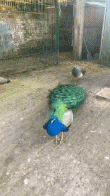 Humor -  Fun Tiere Geflügel Pfau 