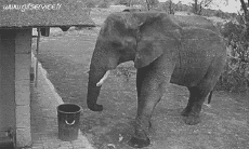 Humor -  Fun Tiere Elefanten 01 