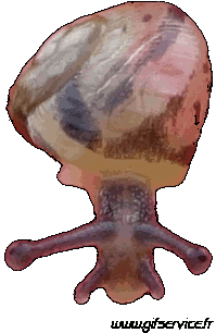 Humour - Fun Animaux Escargots 01 