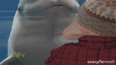 Humor -  Fun Animals Dolphins 01 