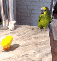 Humor -  Fun Animals Birds Parakeet Parrot 