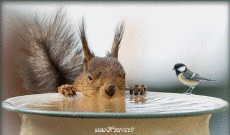 Humour - Fun Animaux Ecureuils Serie 01 