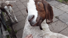 Humor - Fun Animales Cabras - Perilla 01 