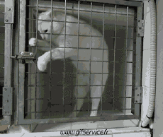 Humor - Fun Animales Gatos 04 