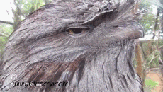 Humor -  Fun Tiere Geflügel Raptor & Nocturne 