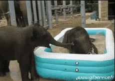 Humor - Fun Animales Elefantes 01 