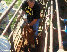 Humor - Fun Animales Burros 01 