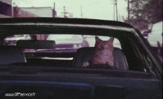 Humor - Fun Animales Gatos 03 