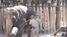 Humor -  Fun Animals Elephants 01 