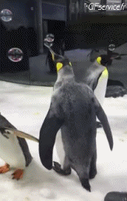 Humor -  Fun Tiere Pinguine 01 