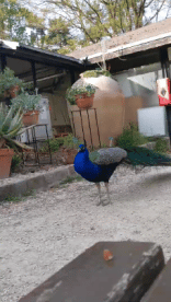 Humor - Fun Animales Pájaros Pavo real 