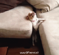 Humor -  Fun Tiere Hunde 03 