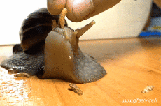 Humor - Fun Animales Caracoles 01 