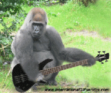 Humor -  Fun Animals Monkeys 01 