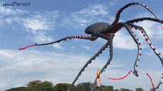 Umorismo -  Fun Animali Polpo 01 