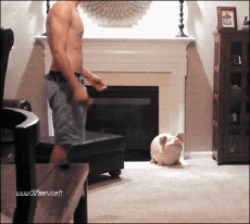 Humour - Fun Animaux Chats Serie 03 