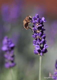 Humor -  Fun Animals Insects 01 