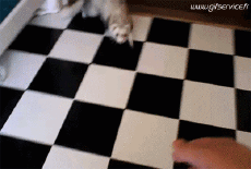 Humor -  Fun Tiere Frettchen 01 