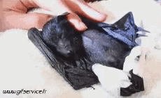 Humor -  Fun Tiere Glatze Maus 01 