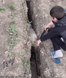 Humor - Fun Animales Oveja 01 