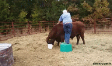 Humour - Fun Animaux Taureaux 01 