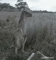 Humor - Fun Animales Canguros 01 