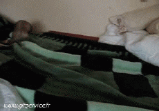 Humour - Fun Animaux Furets 01 