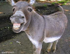 Humor - Fun Animales Burros 01 