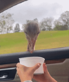 Humor -  Fun Animals Ostriches 01 