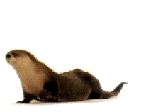 Humour - Fun Animaux Loutres 01 