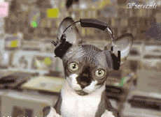 Humor -  Fun Tiere Katze 04 