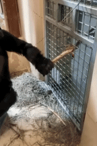 Humor - Fun Animales Monos Serie 02 