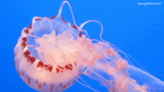 Humor -  Fun Animals Jellyfish 01 