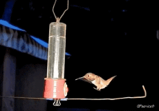 Humor -  Fun Animals Birds Various 02 