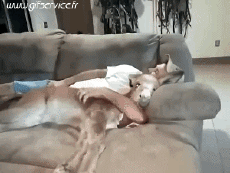 Humor -  Fun Animals Donkeys 01 