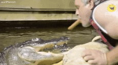 Humor -  Fun Animals Crocodiles - Caiman 01 