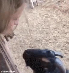 Humor - Fun Animales Cabras - Perilla Serie 02 