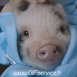Humor -  Fun Tiere Schweine - Wildschweine 01 