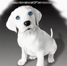 Humor -  Fun Animals Dogs 01 