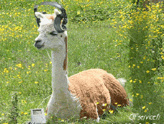 Umorismo -  Fun Animali Lama 01 