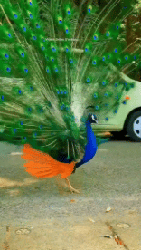 Umorismo -  Fun Animali Uccelli Pavone 