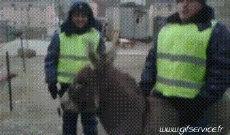 Humor -  Fun Tiere Esel 01 