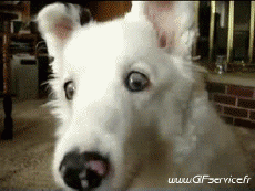 Humor -  Fun Animals Dogs 02 