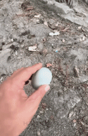 Humor - Fun Animales Monos Serie 02 