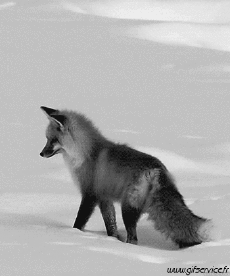 Humor - Fun Animales Zorros 01 