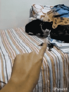 Humor -  Fun Animals Cats 04 