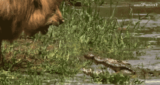 Humor -  Fun Animals Crocodiles - Caiman 01 