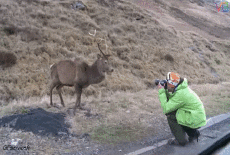 Umorismo -  Fun Animali Cervo - Fawn 01 