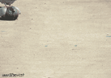 Humor -  Fun Animals Birds Pigeon 