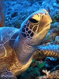 Humor -  Fun Animals Turtles 01 